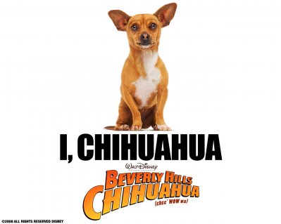 chihuahua_wallpaper