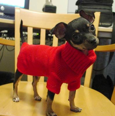Belle4_Chihuahua