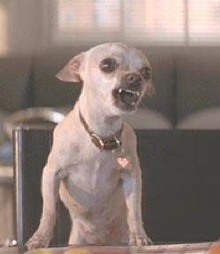 chihuahua (2).